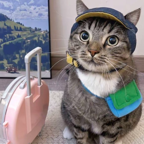 Risk Cat 1